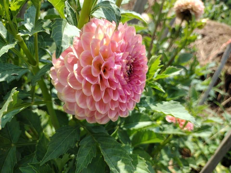 20th Ave Softer Peach