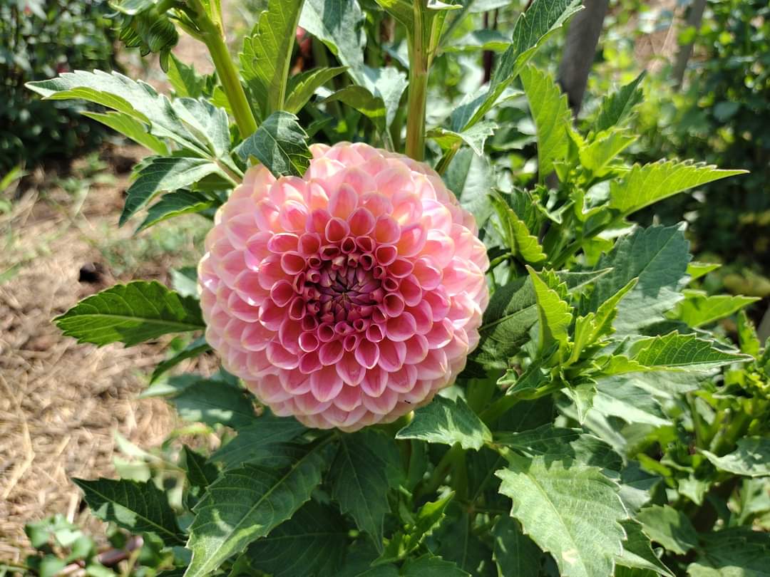 20th Ave Softer Peach