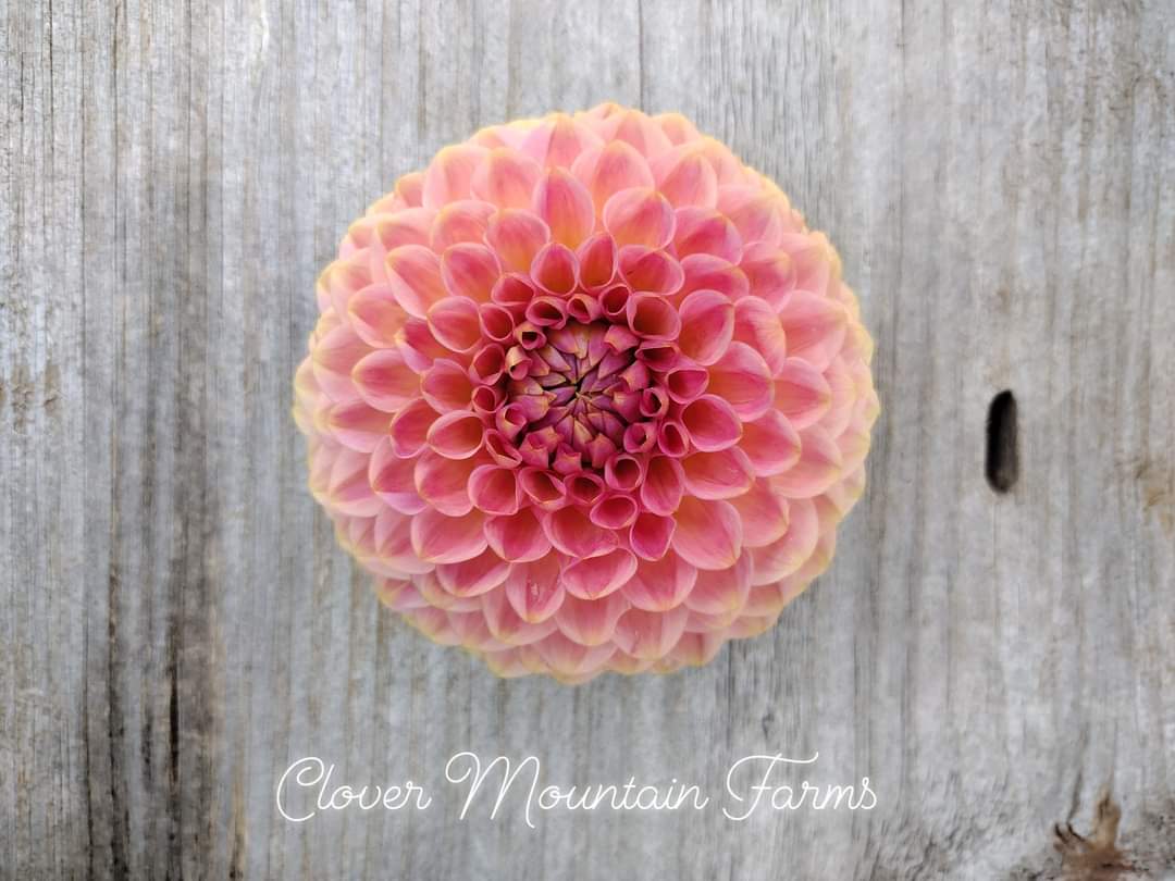 20th Ave Softer Peach