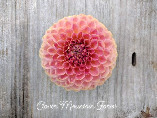20th Ave Softer Peach