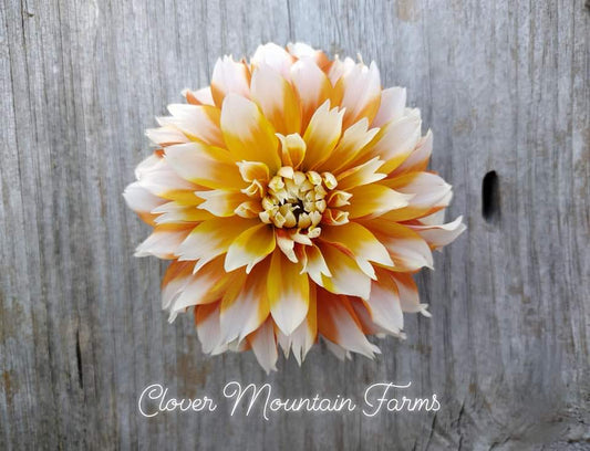 Bloomquist Candy Corn (limited stock)