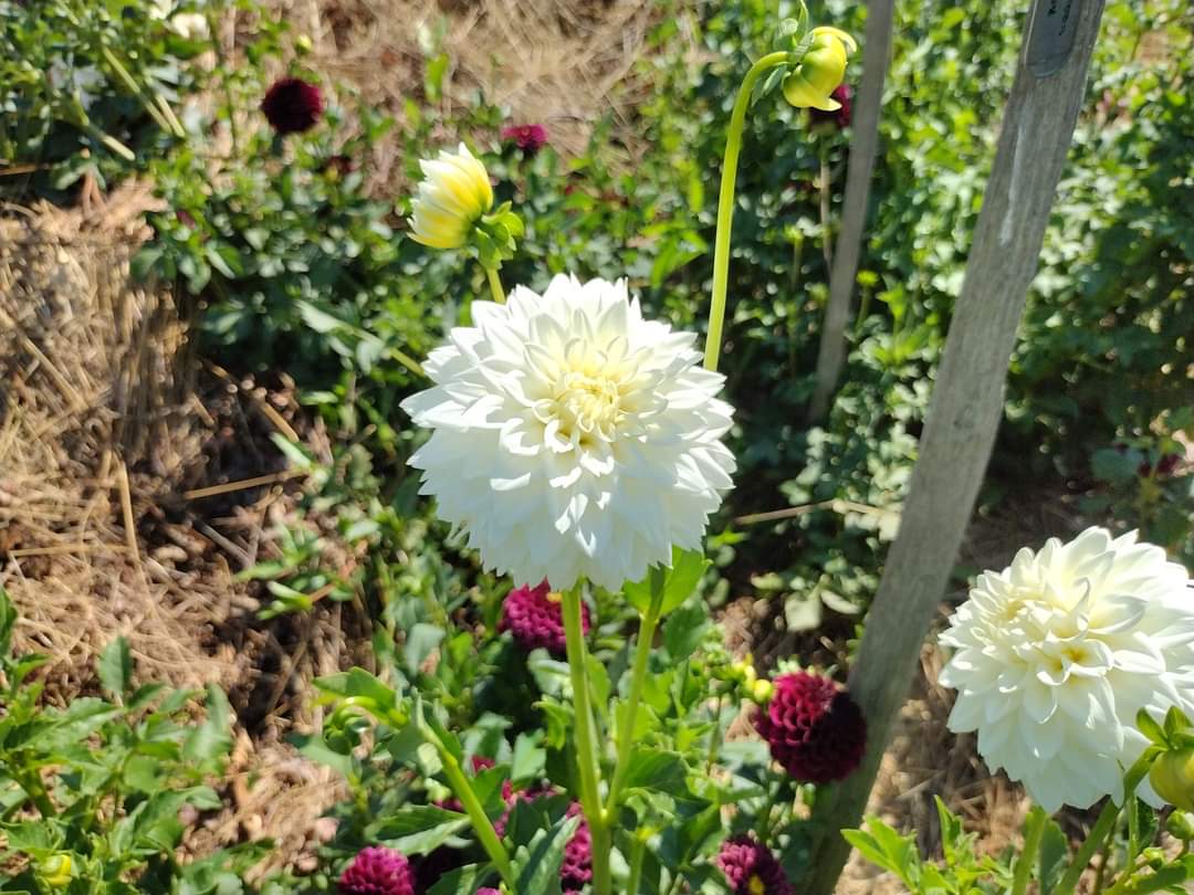 Blizzard