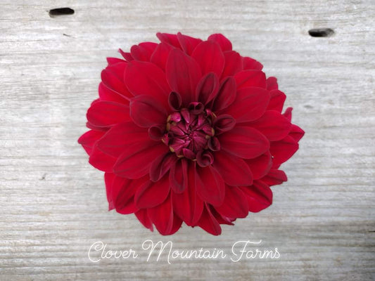 American Beauty (limited stock)