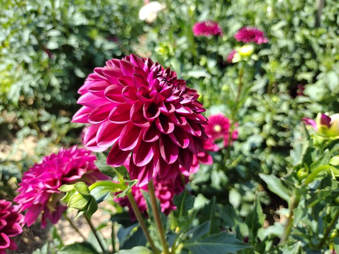 CDP Floriferous