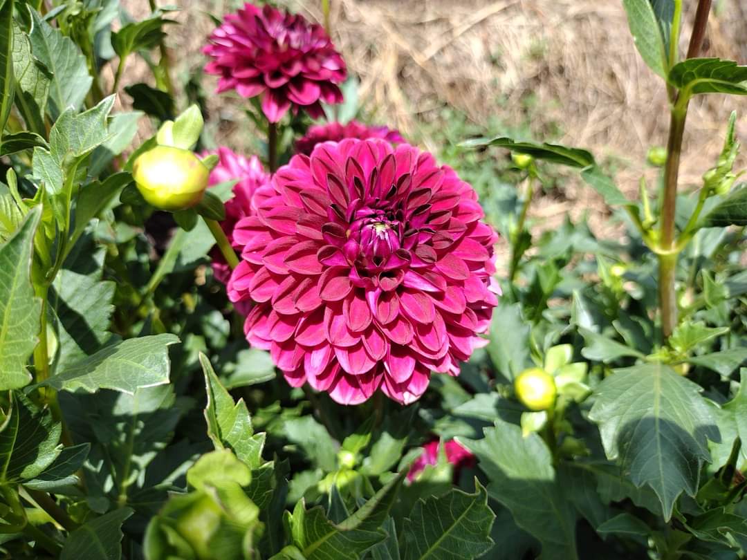 CDP Floriferous