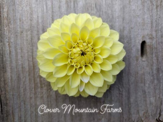 Korb Yellow Hy-Light