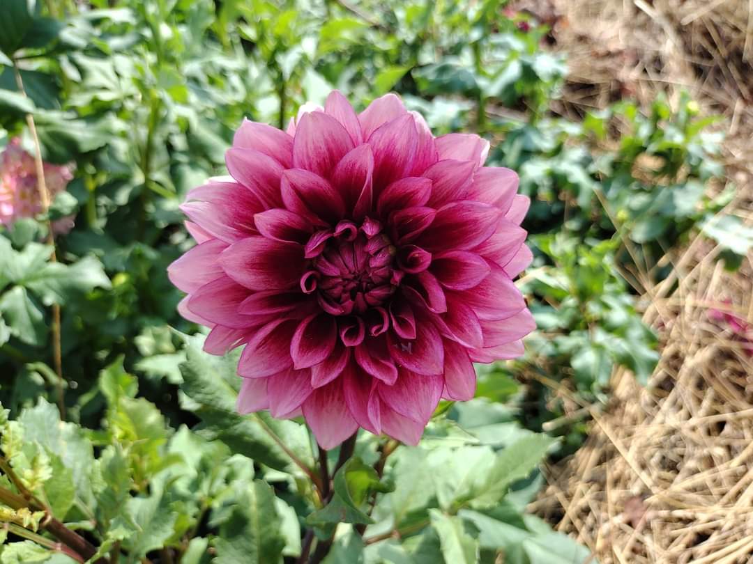Bloomquist York (limited stock)