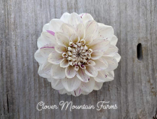 White Carnival (limited stock)