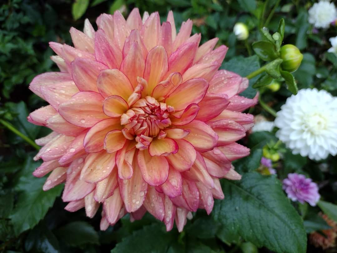 Bubbling Over