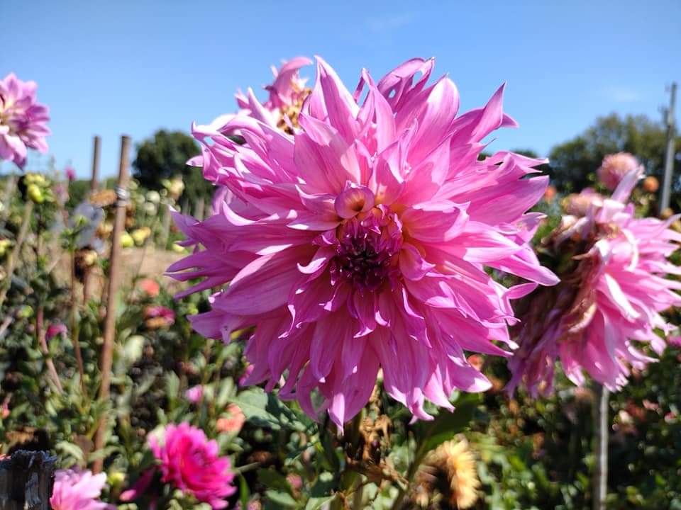 Elsie Huston