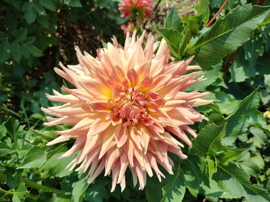 NOID Orange Semi Cactus possibly AC Ben (limited stock)