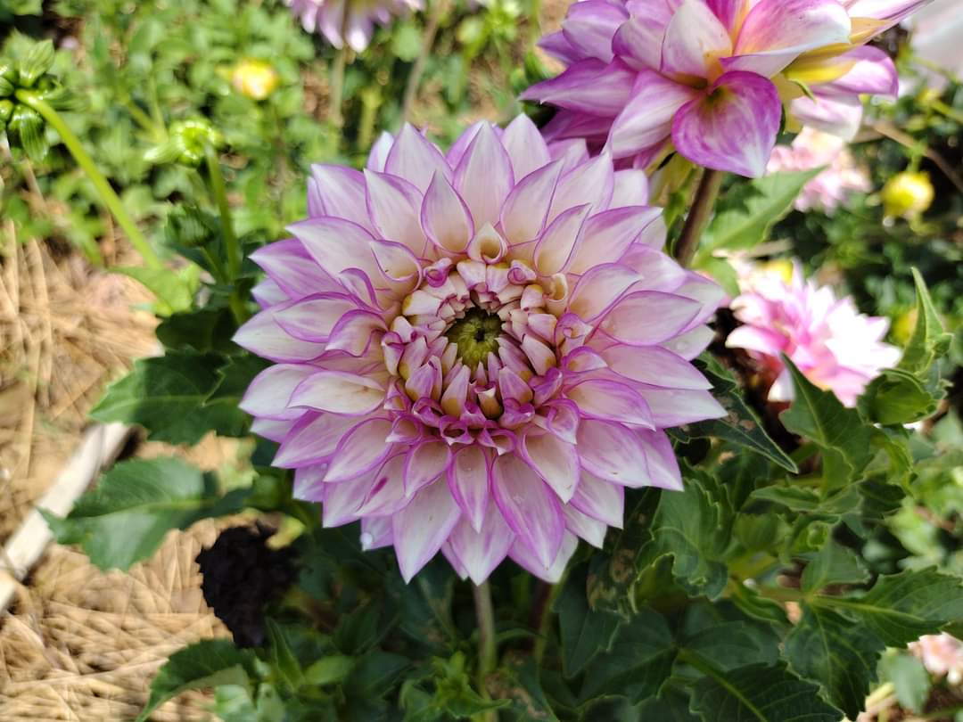 Clearview Debby
