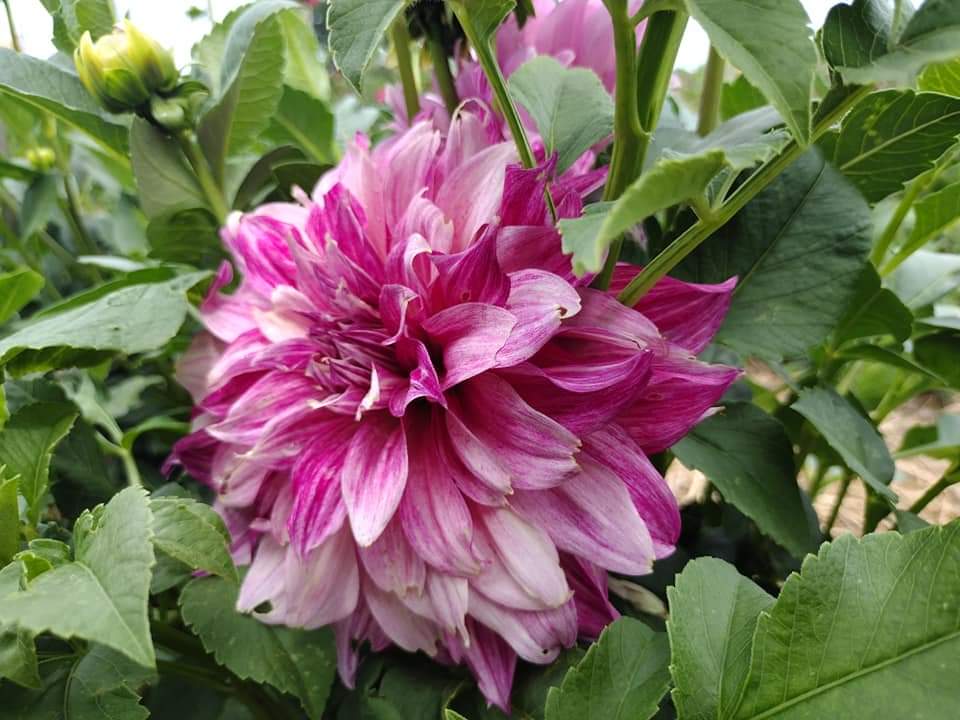 Cafe Au Lait Royale (limited stock)