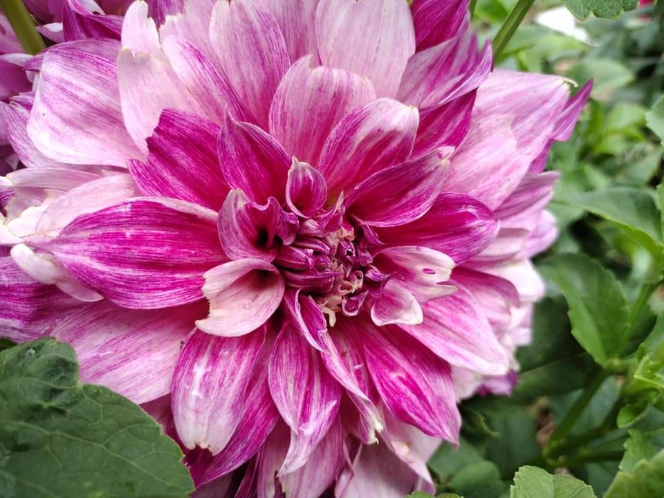 Cafe Au Lait Royale (limited stock)