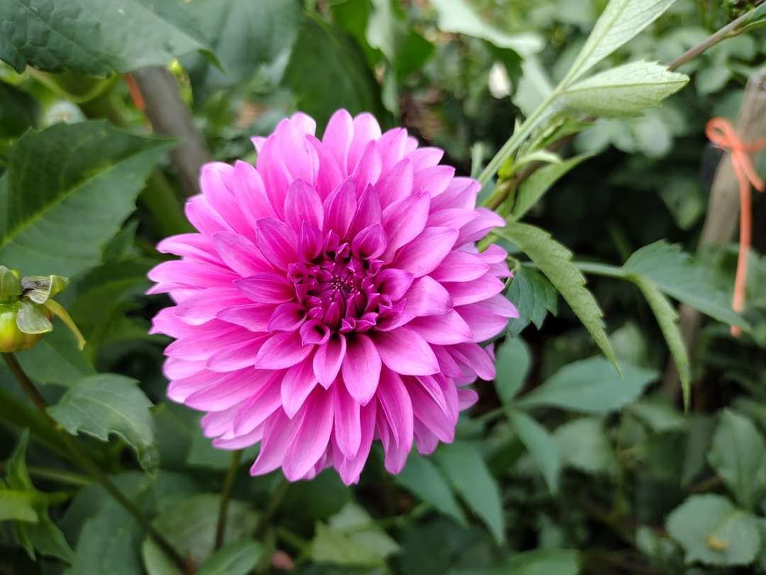 Bloomquist Pinwheel (limited stock)