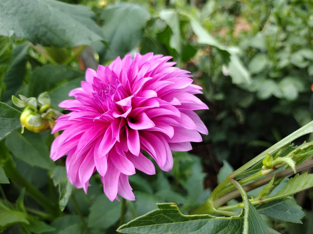 Bloomquist Pinwheel (limited stock)