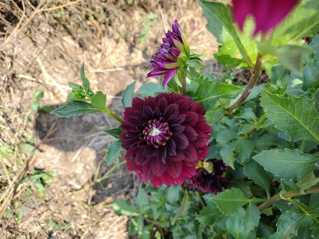 Hollyhill Black Widow