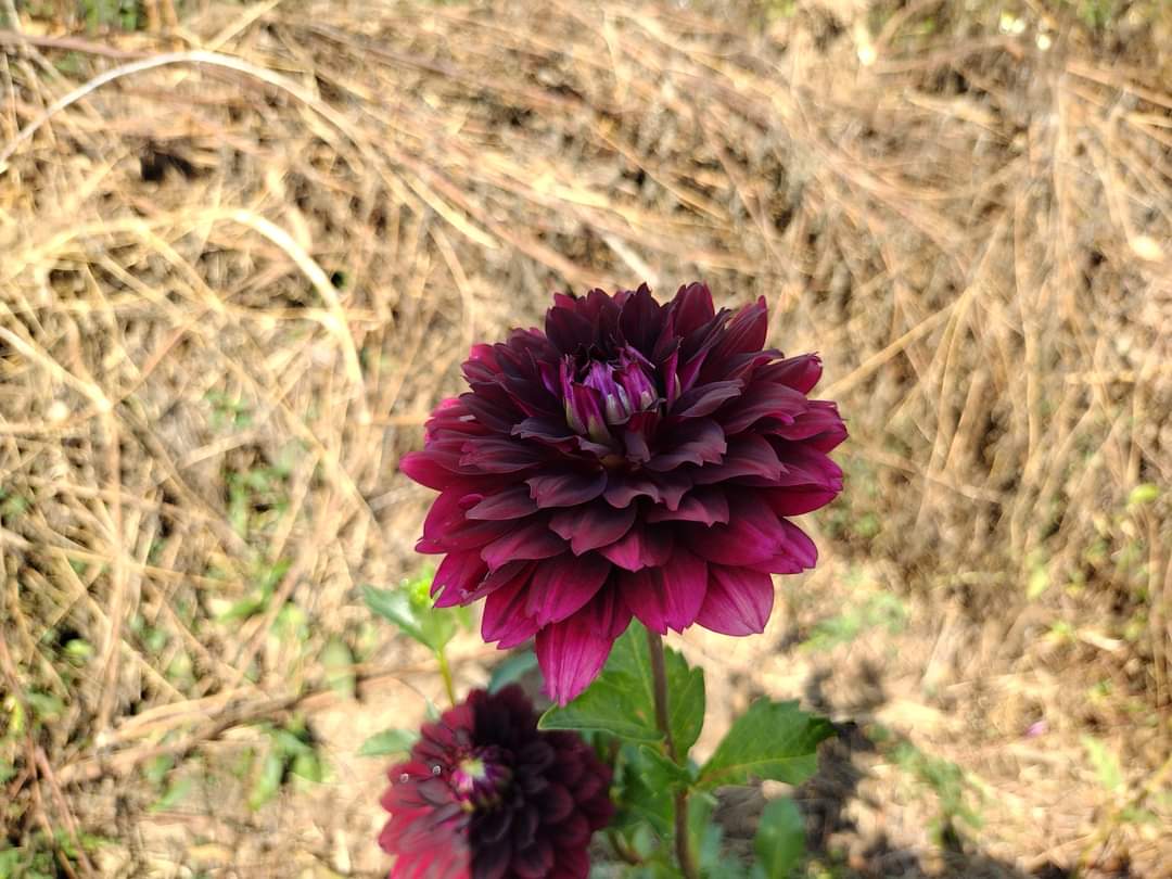 Hollyhill Black Widow