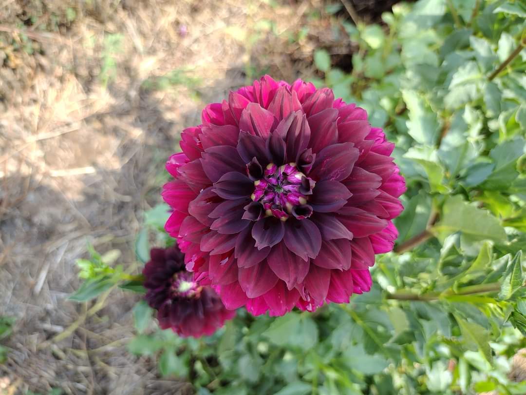 Hollyhill Black Widow