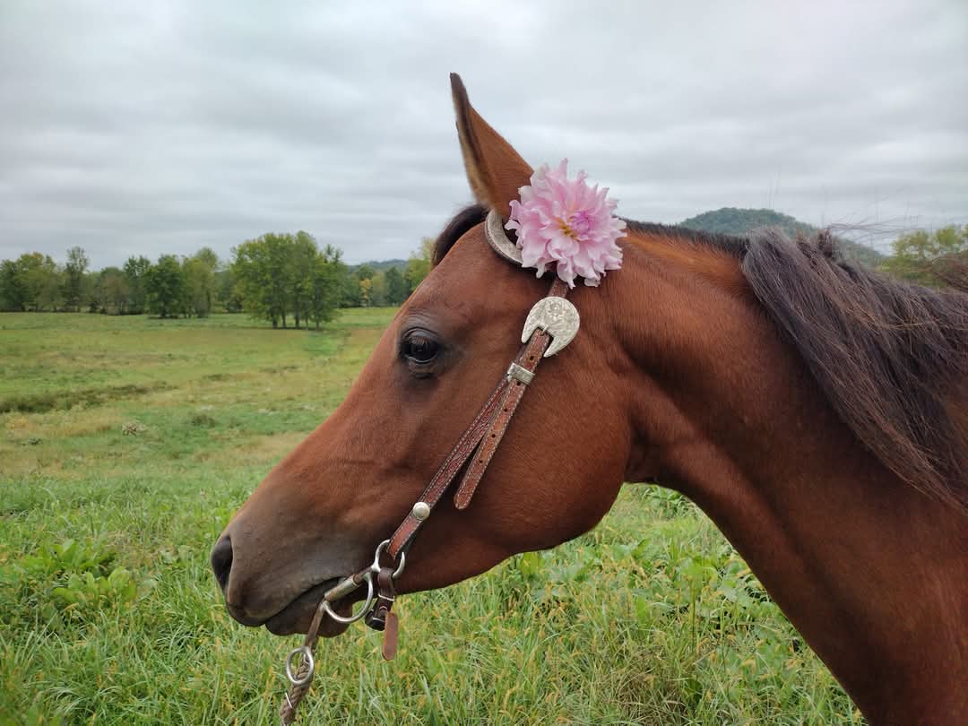 CMF Duchess 2025 Intro (limited stock)