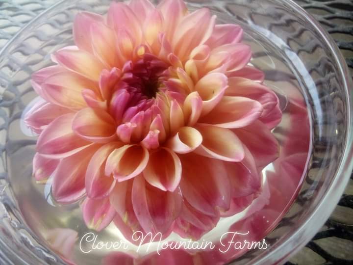 Princess Elizabeth (limited stock)
