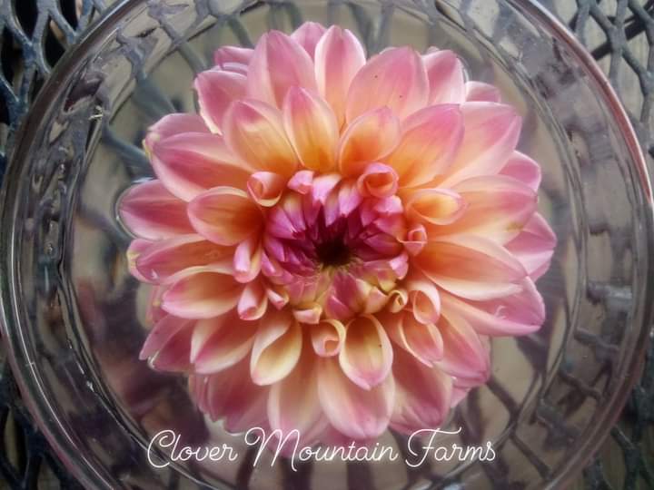 Princess Elizabeth (limited stock)