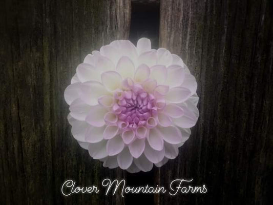 Eveline (limited stock)