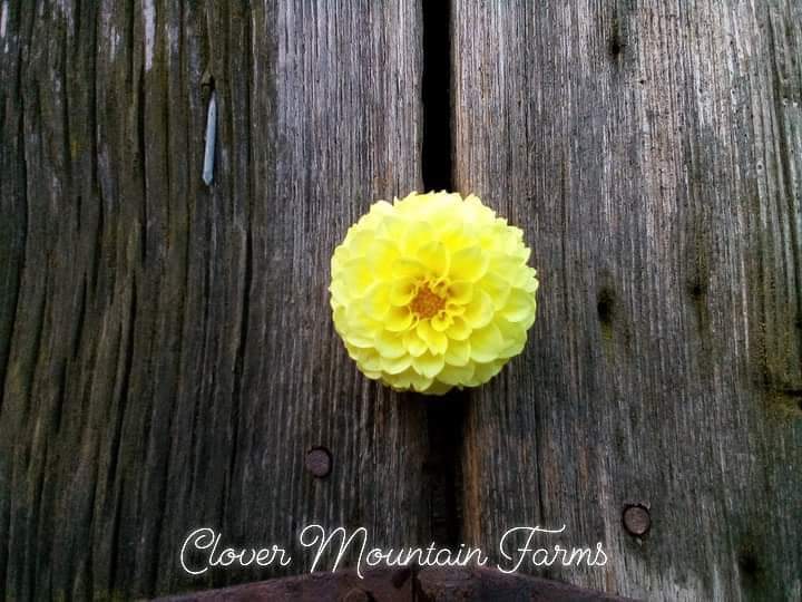 Pineapple Lollipop (limited stock)