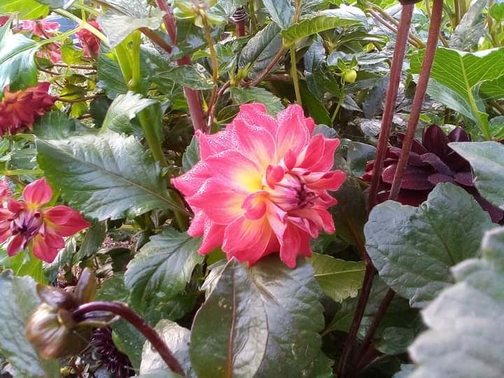 AC Rosebud