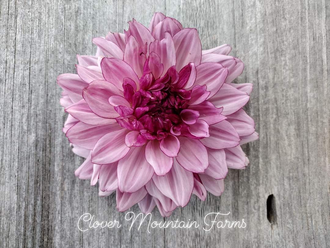 Creme De Cassis