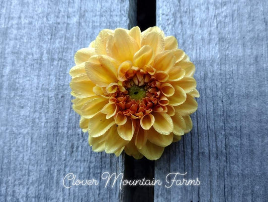 Golden Scepter (limited stock)