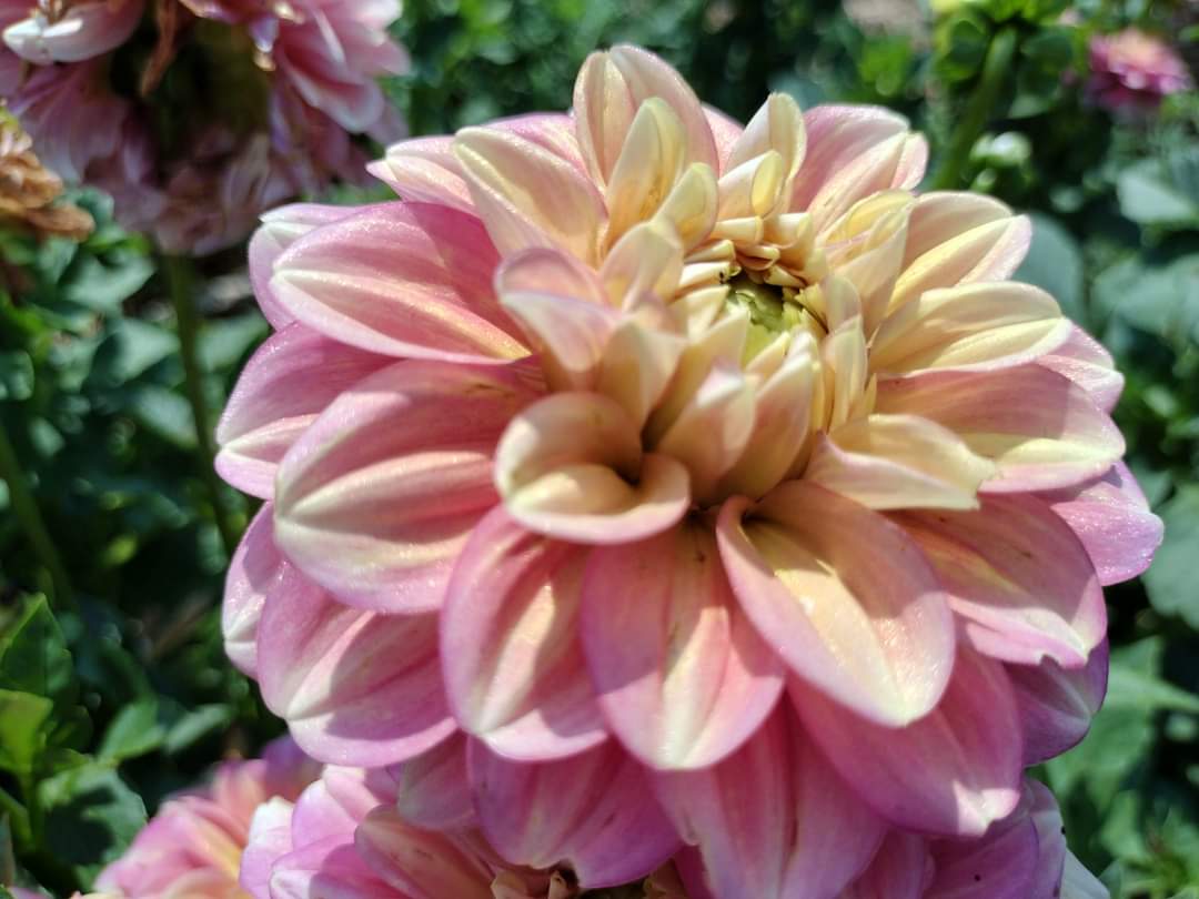 Milena Fleur (limited stock)