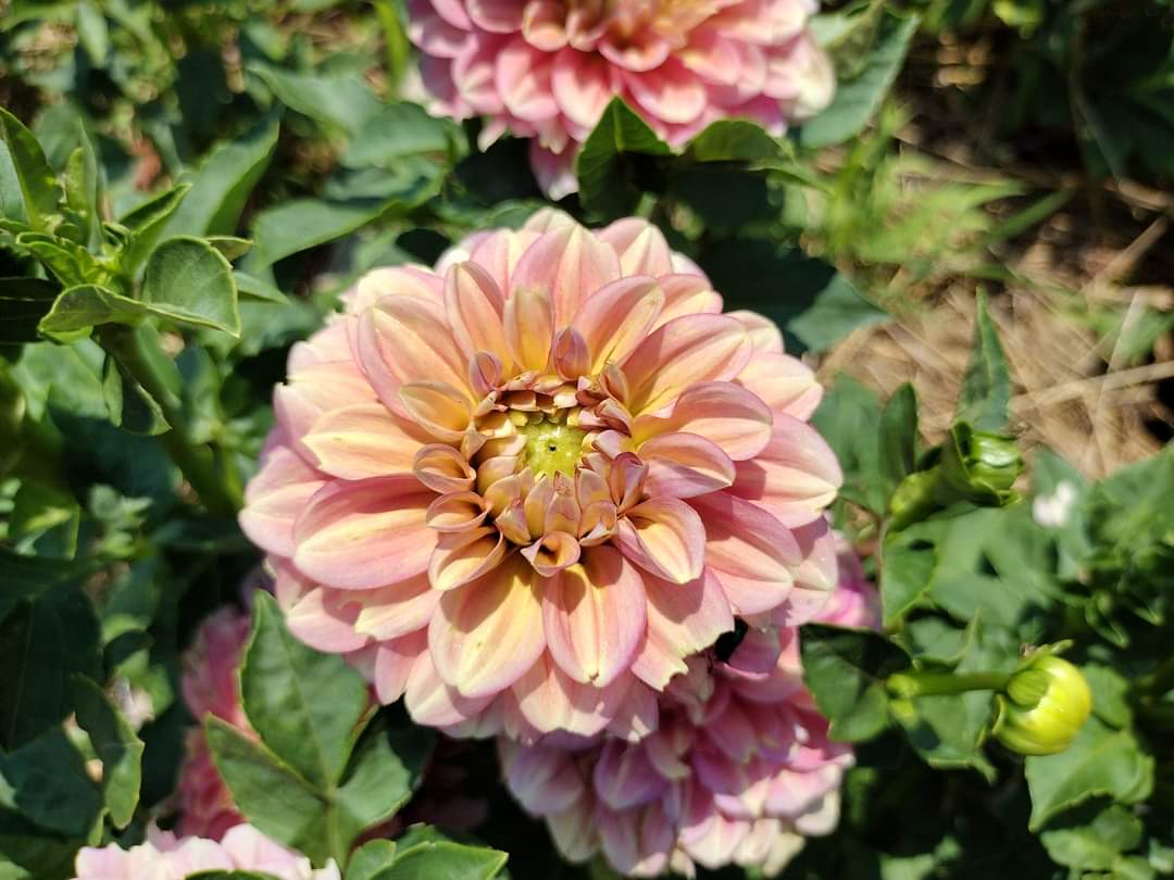 Milena Fleur (limited stock)