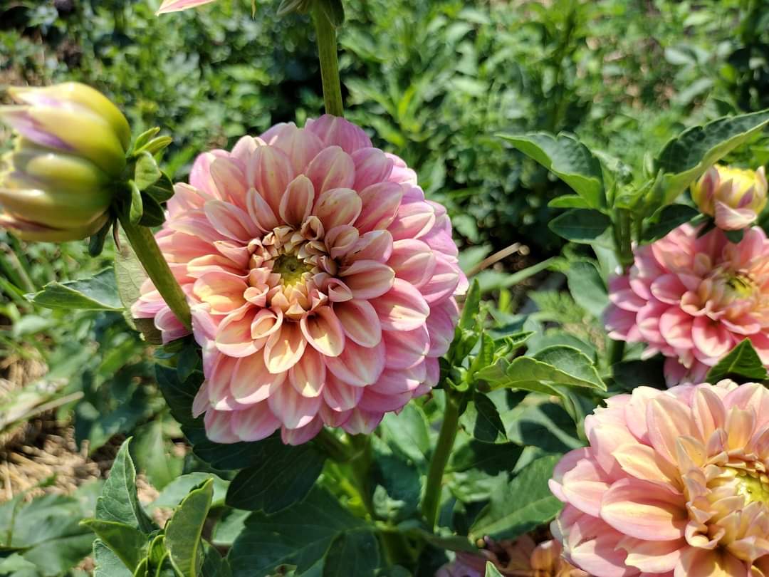 Milena Fleur (limited stock)