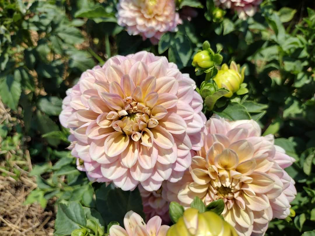Milena Fleur (limited stock)