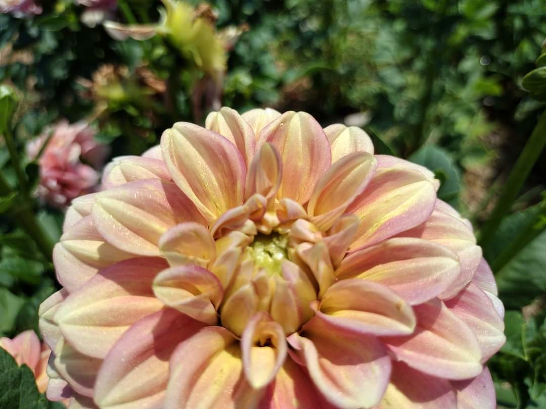 Milena Fleur (limited stock)