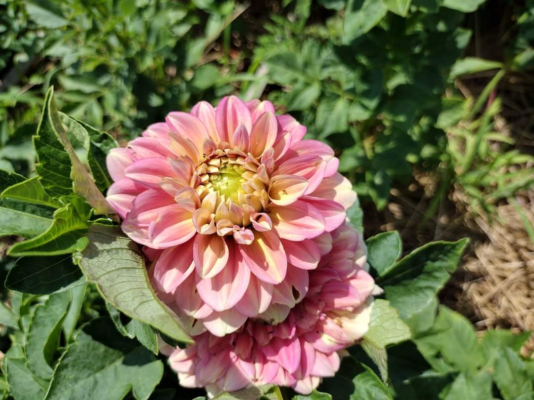 Milena Fleur (limited stock)