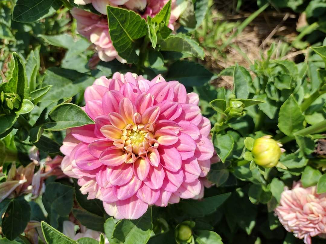 Milena Fleur (limited stock)