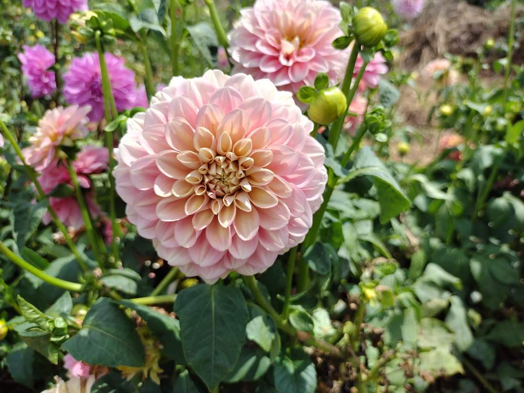 Milena Fleur (limited stock)