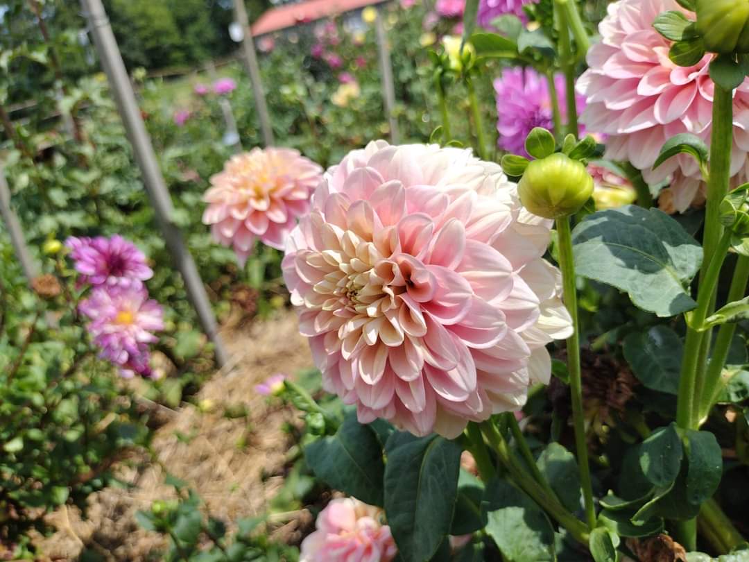 Milena Fleur (limited stock)
