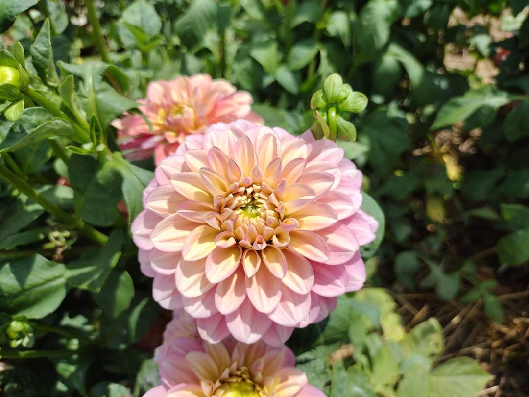 Milena Fleur (limited stock)