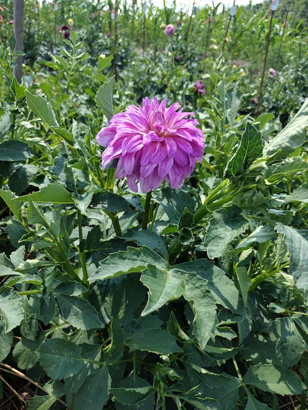 MD's Susie