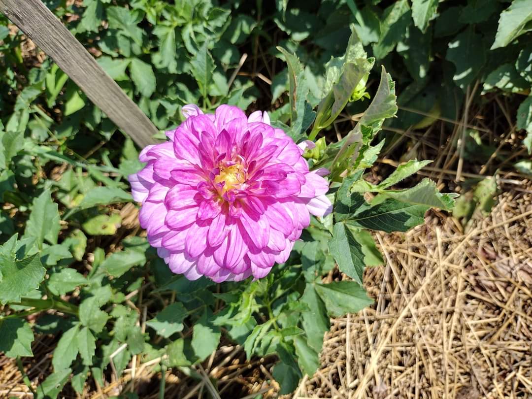 MD's Susie