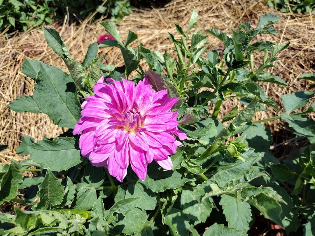 MD's Susie