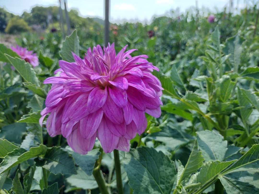MD's Susie