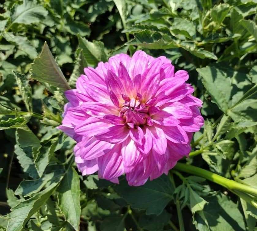 MD's Susie