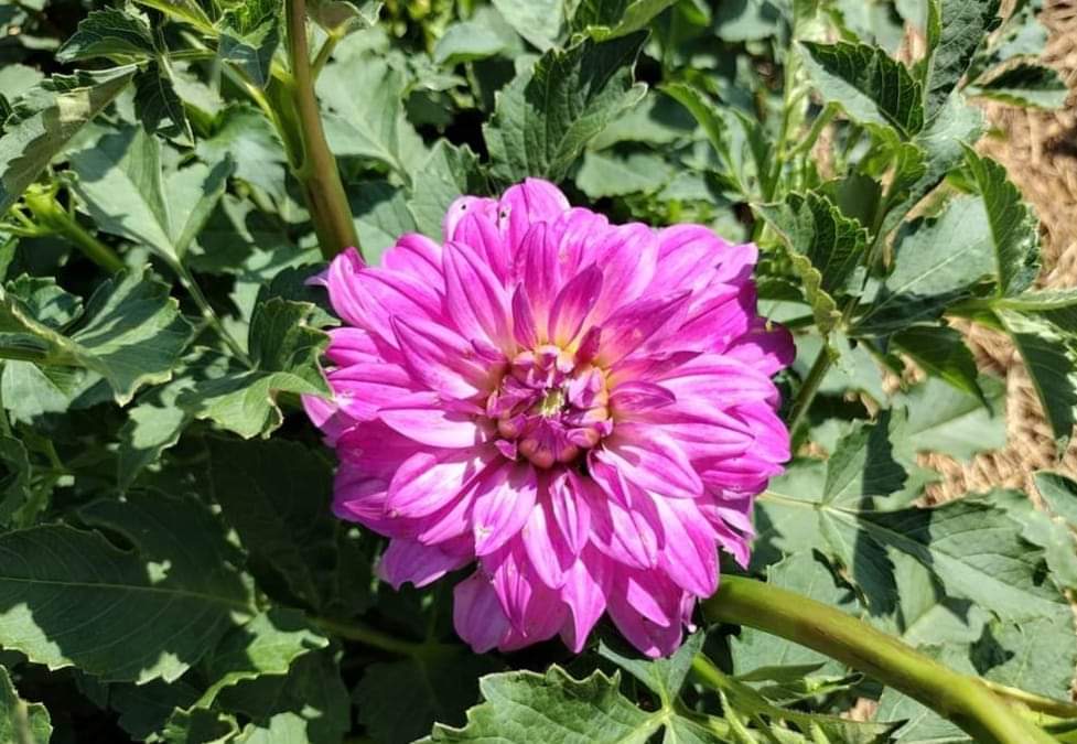 MD's Susie