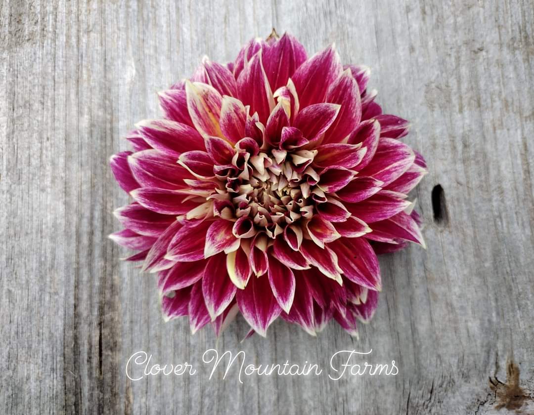 Janet Allison (limited stock)
