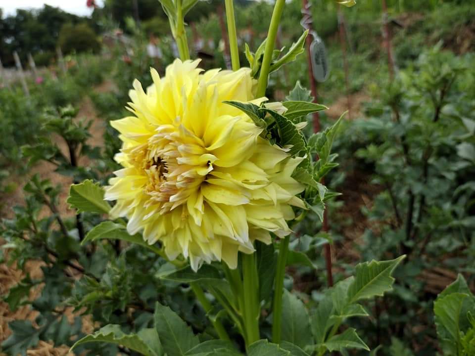 Lemon Meringue