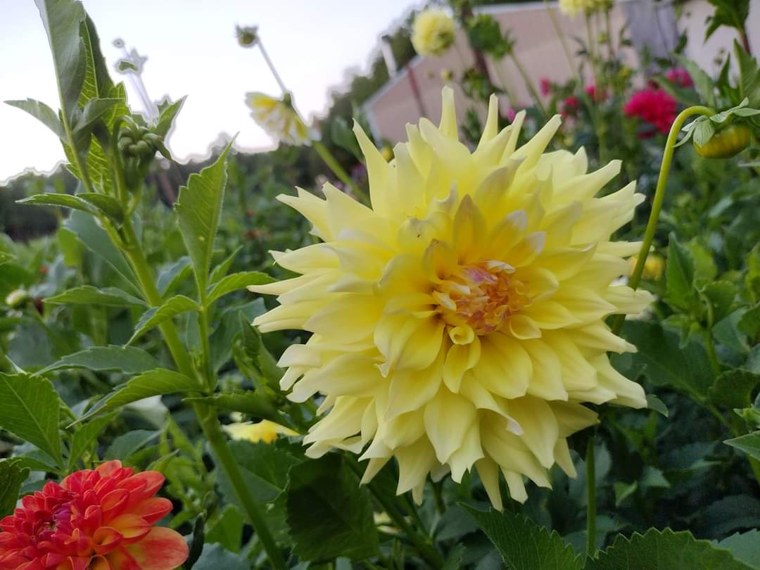 Lemon Meringue
